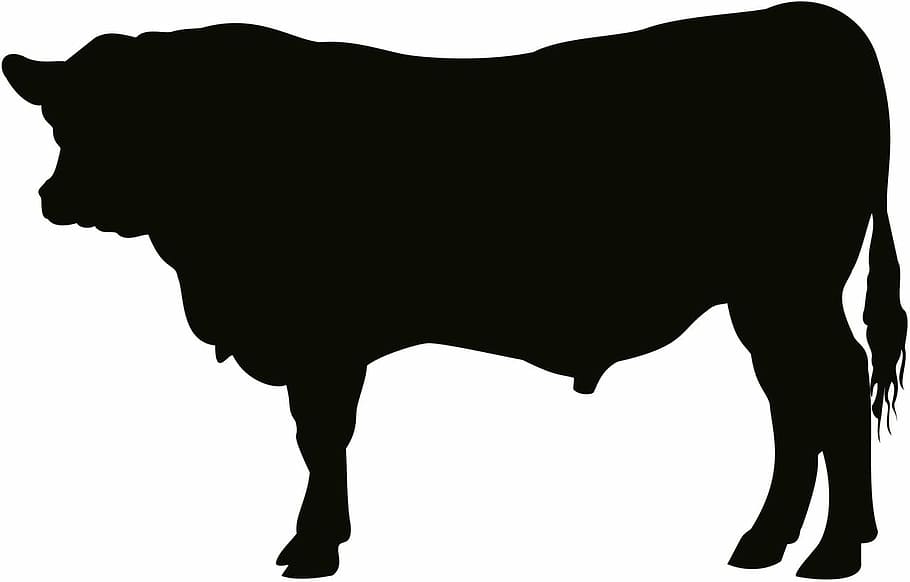 Angus, toro, ganado, vaca, arte, ilustración, silueta, color negro, recortar, mamífero