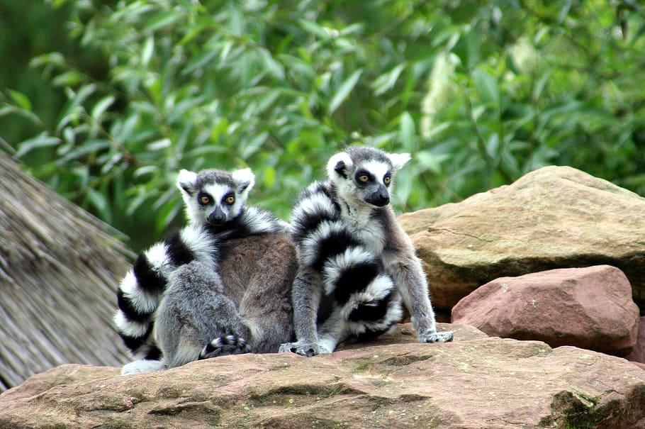 lemurs, zoo, animals, madagascar, wild, mulhouse, lemur, ring-tailed Lemur, animal, nature