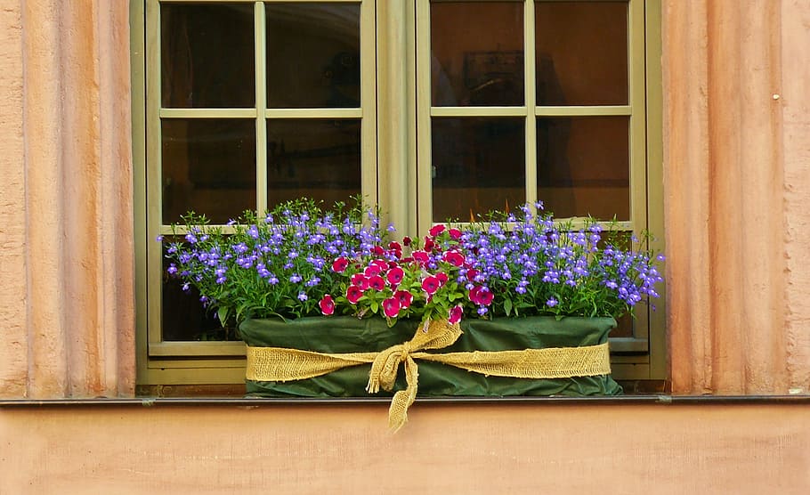foto, púrpura, rosado, flores, maceta, ventana, decoración floral, alféizar de la ventana, caja de flores, decorativo