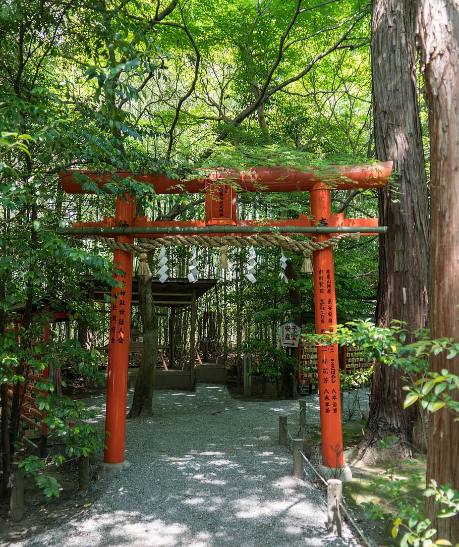 Japão, Arashiyama, Bambu, Floresta, floresta de bambu, passagem, verde, paisagem, natureza, ao ar livre