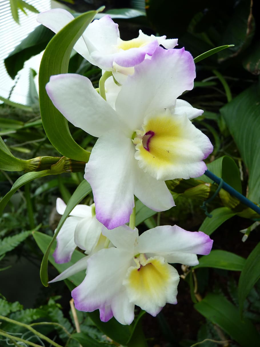 Orquídea, Blanco, Flor, Floración, violeta blanca, cerca, exótica, prado de  orquídeas, tropical, flor blanca | Pxfuel