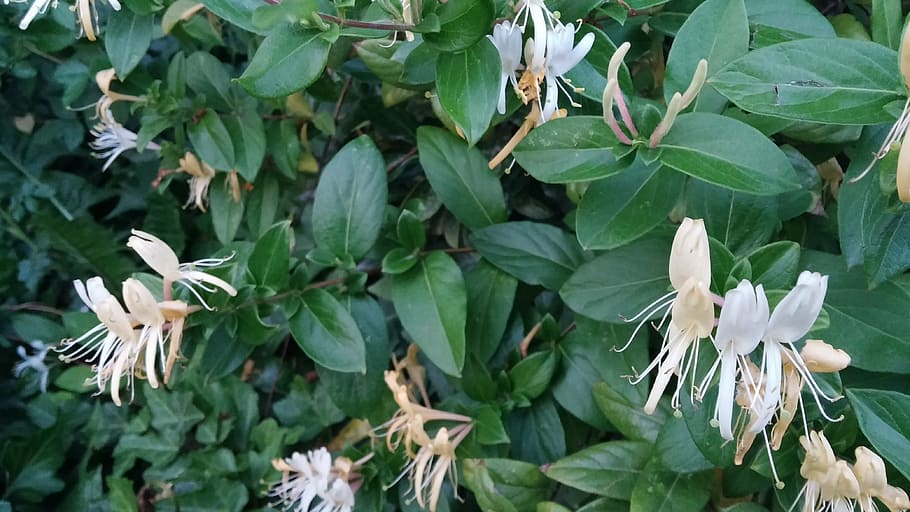 honeysuckle, flower, spring, leaf, plant part, plant, growth, green color, beauty in nature, flowering plant