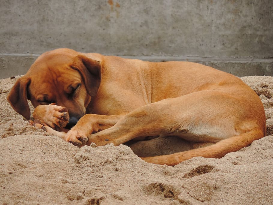 dog, brown, sleeping, sand, canine, one animal, animal themes, pets, mammal, domestic animals