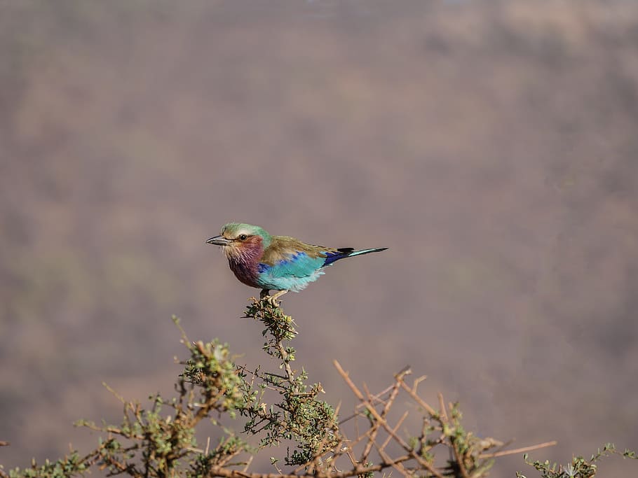 bluebird perching, tree, forked roller, colorful, bird, kenya, savannah, bushland, ansitz, violet
