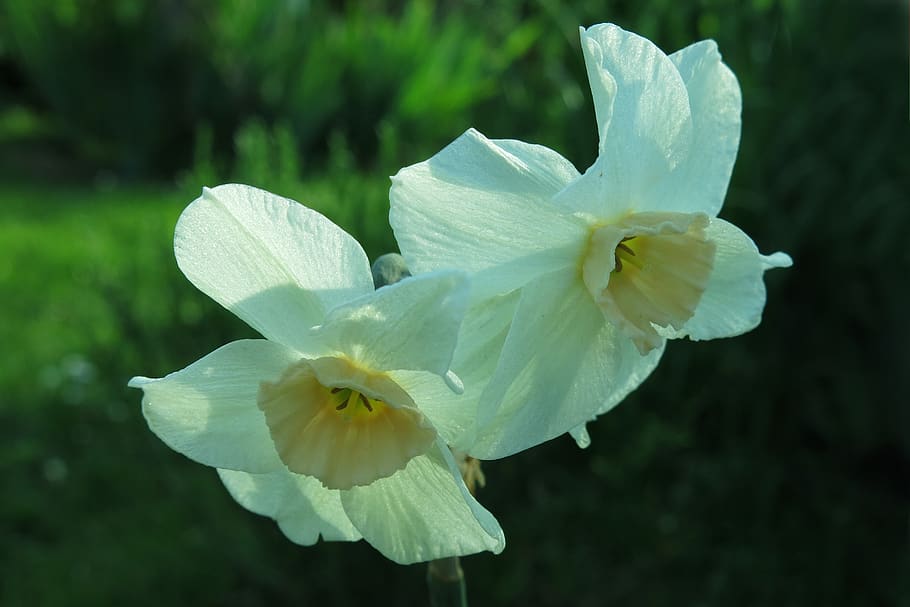 narciso, flor blanca, flor, naturaleza, planta, cerrar, planta de amarilis,  planta floreciendo, vulnerabilidad, fragilidad | Pxfuel