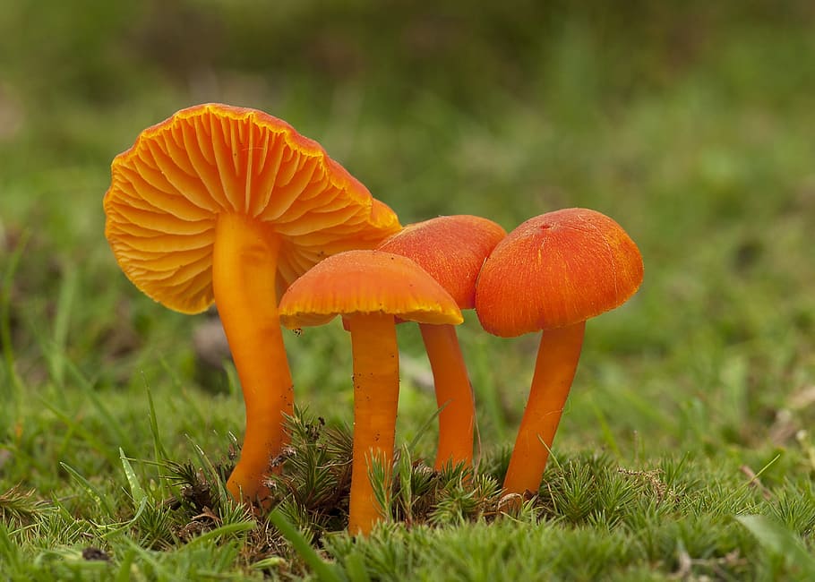 orange, fungi, ground, fungus, mushroom, fall, nature, boletus, toadstool, outdoors