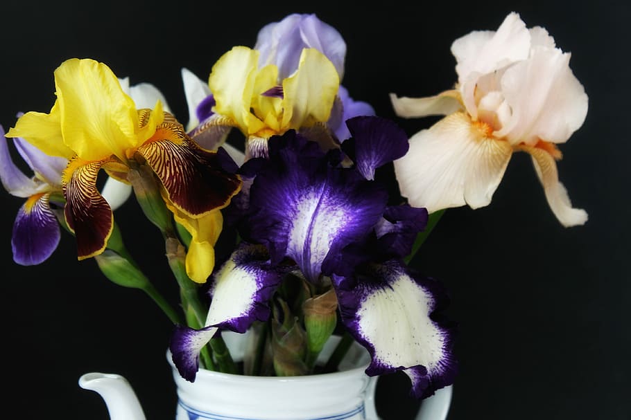 púrpura, amarillo, blanco, orquídeas, florero, iris, schwertliliengewaechs, ramo, rosa, primavera