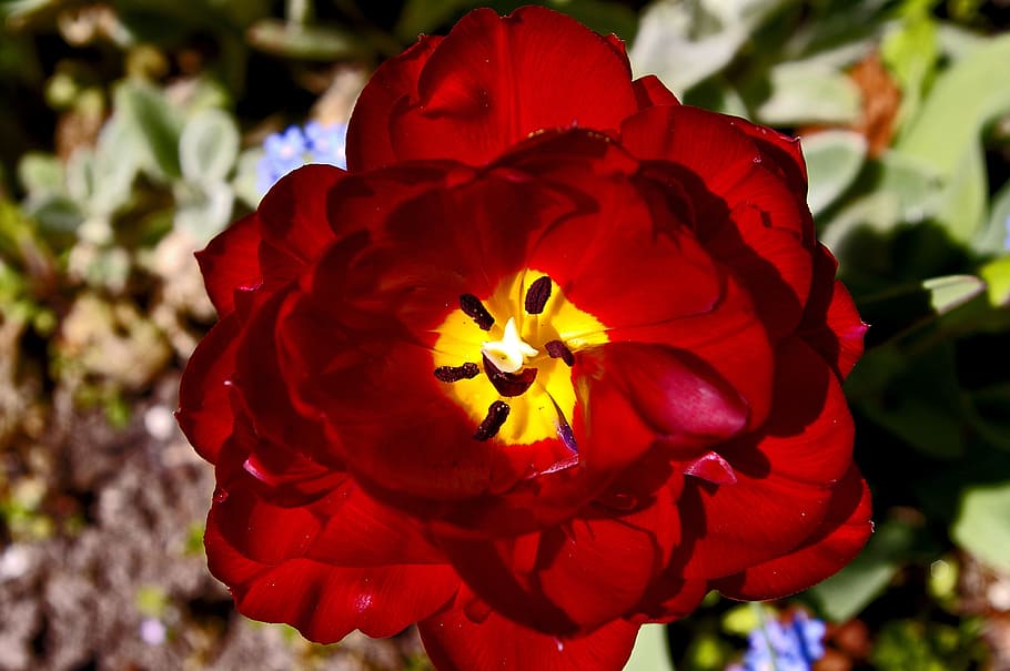 tulips, red tulips, red, flower, spring, nature, flowers, bloom, spring flower, plant