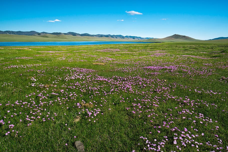 verde, rosa, campo de flores, durante el día, pradera, lago, primavera, paisaje, pueblo bogart, mongolia