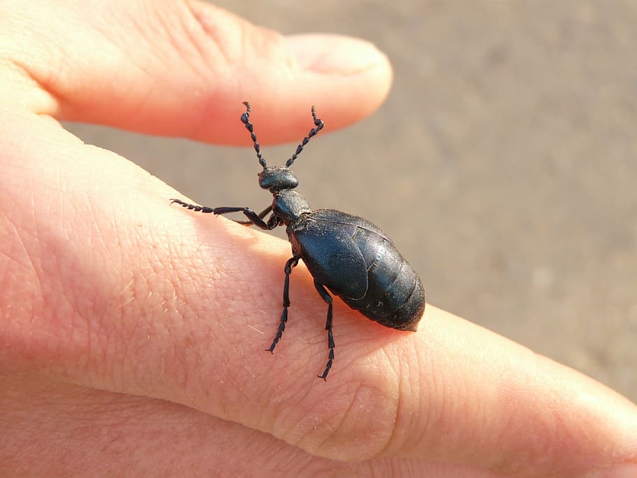 blue black oil beetle, oil beetle, black maiwurm, beetle, insect, animal, flight insect, hand, finger, human hand