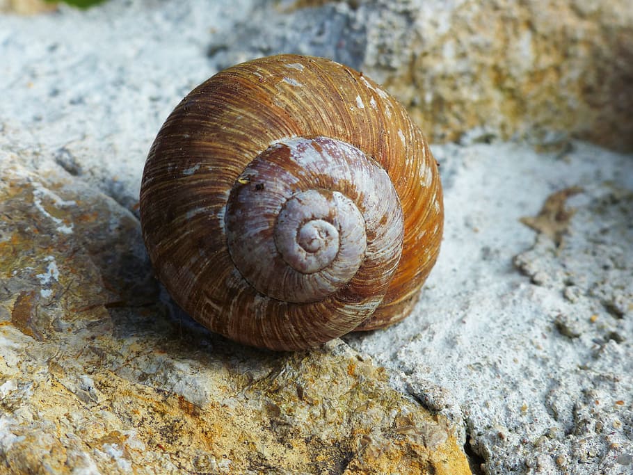 Snail, Shell, Withdrawal, Hide Away, snail, shell, animal, nature, animal Shell, mollusk, slimy
