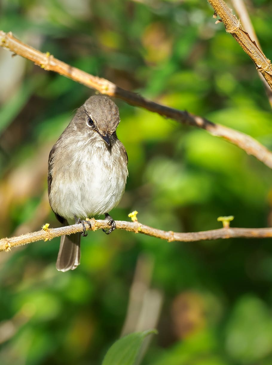 african dusky flycatcher, bird, nature, sparrow, branch, animal, wildlife, tree, beak, flycatcher