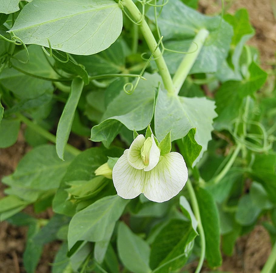 Pea Flower, Plant, Pea, Flower, Foliage, pea, flower, white flower, green, agriculture, growth