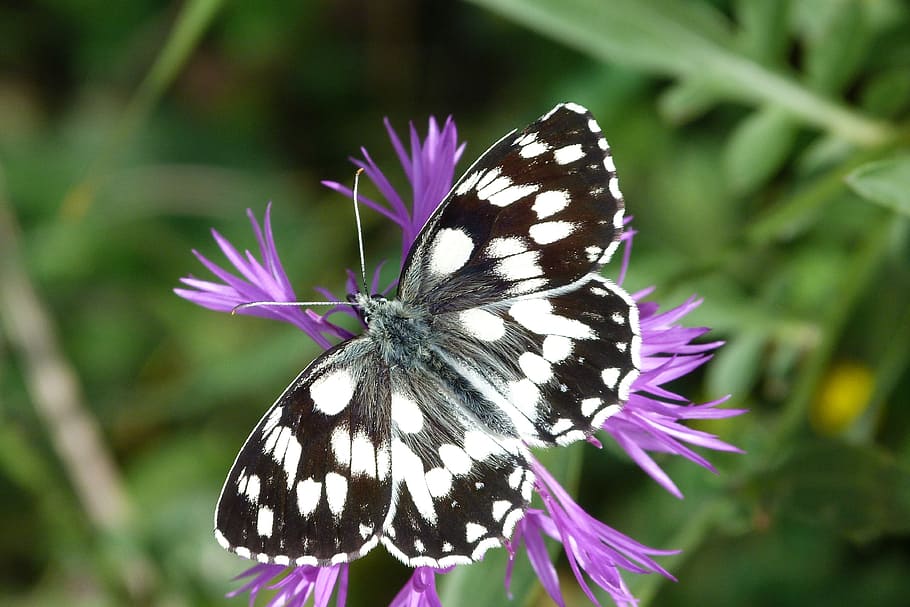 black, white, butterfly, perched, purple, flower, close-up photography, insect, macro, nature