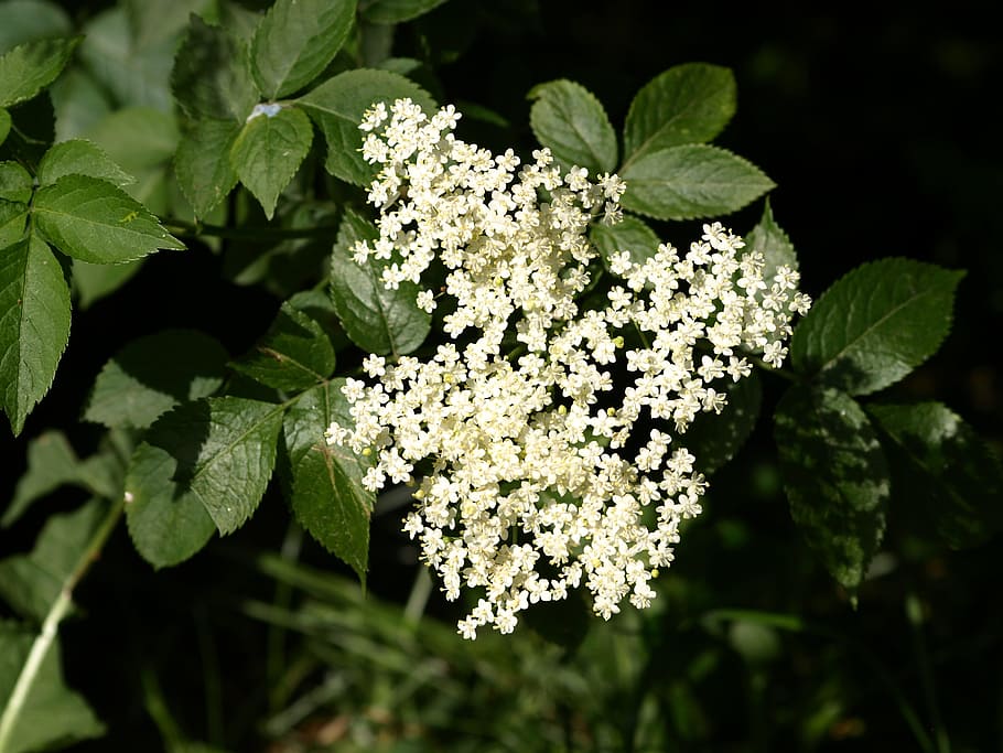 elderberry flower, blossom, bloom, white, elder, white green, leaf, plant, growth, plant part