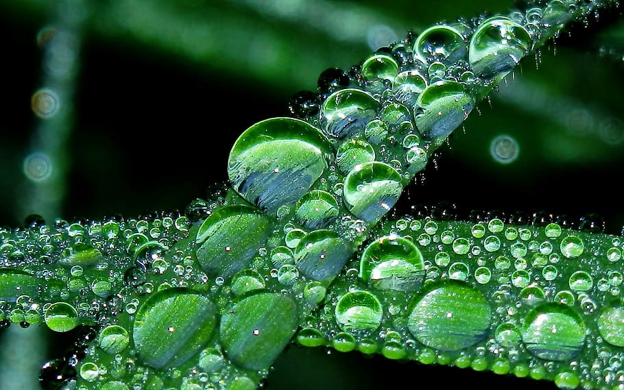 close, photography, dew, drops, green, plant, water, water drop, liquid, grass