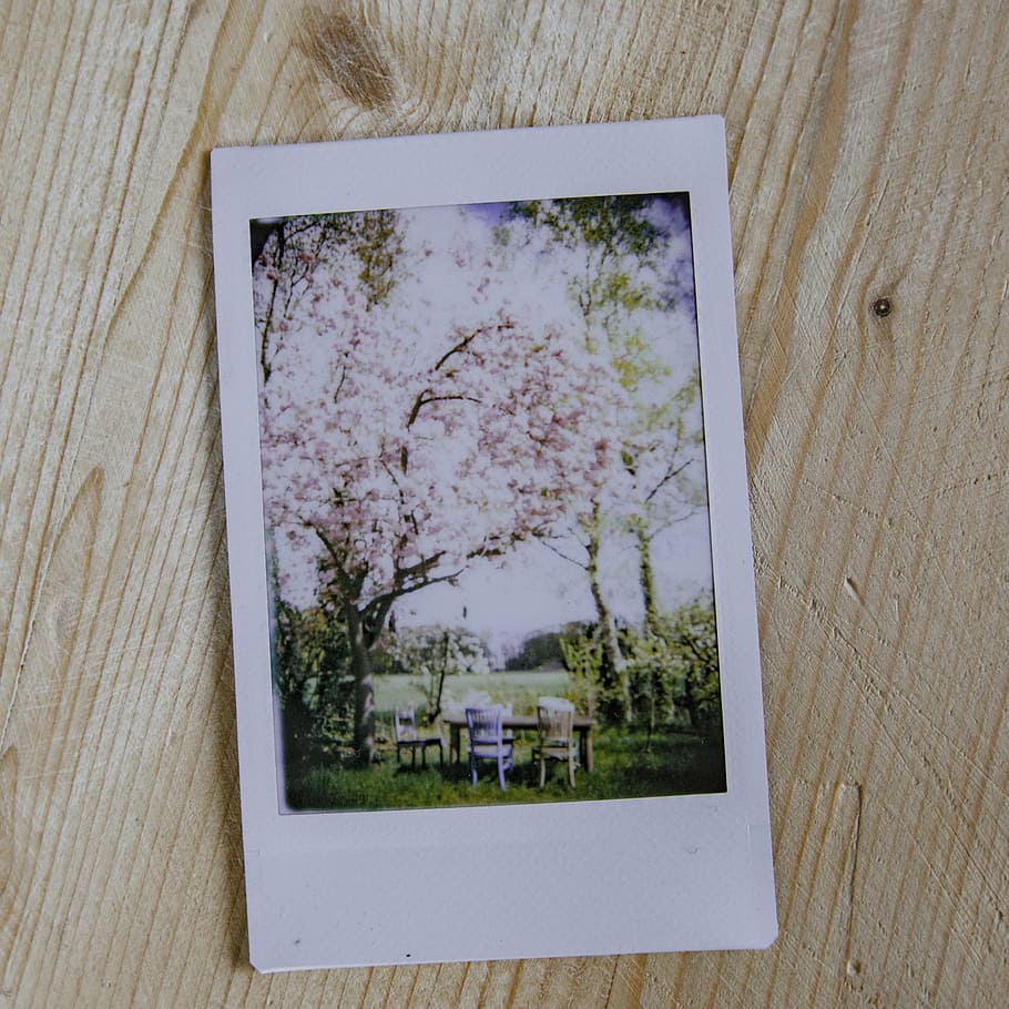 pink, flowering tree photo, instant, polaroid, vintage, photograph, nostalgia, old-fashioned, retro, happy