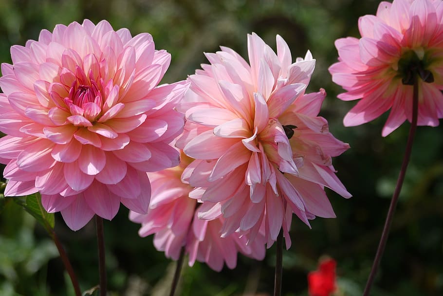 dahlia, pink petals, flowers, blooms, spring, nature, spring flower, green, blooming, blossom