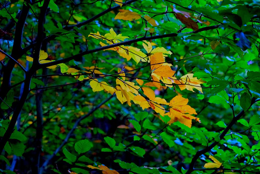 jatuh dedaunan, pohon gugur, musim gugur, daun, kuning, hijau, hutan, warna-warni, oktober, pohon