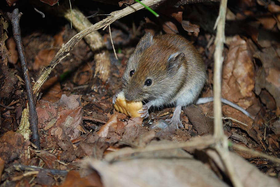 mouse, cute, eating, mice, hungry, one animal, animal themes, animal, animal wildlife, rodent