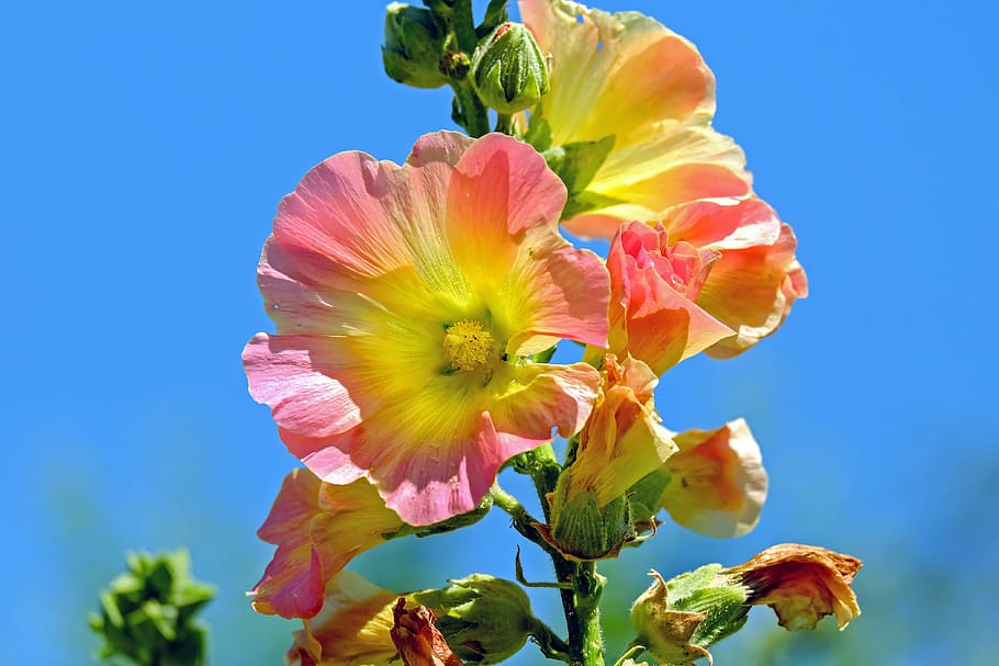 closeup, fotografi pink-dan-kuning, berkerumun, bunga, stock rose, baby rose, mekar, cerah, alam, biru