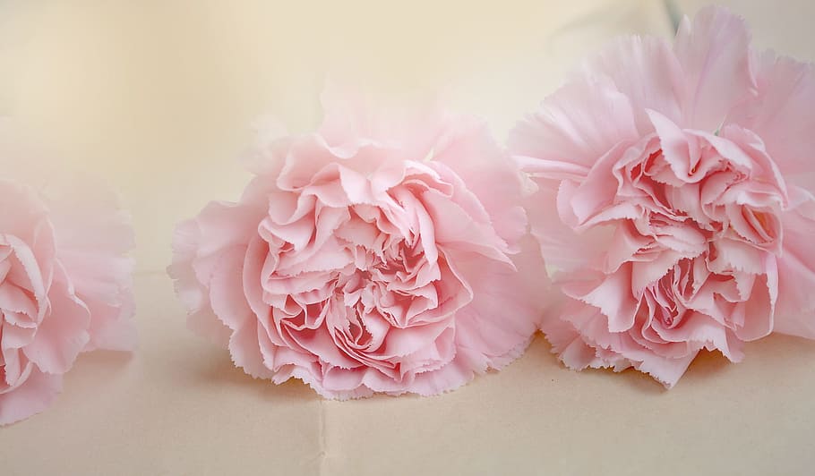 three, pink, carnation flowers, cloves, flowers, pink flowers, cut flowers, petals, close, pink color