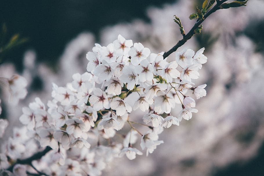 flowers, nature, cherry, blossoms, branches, white, petals, bokeh, outdoors, plant