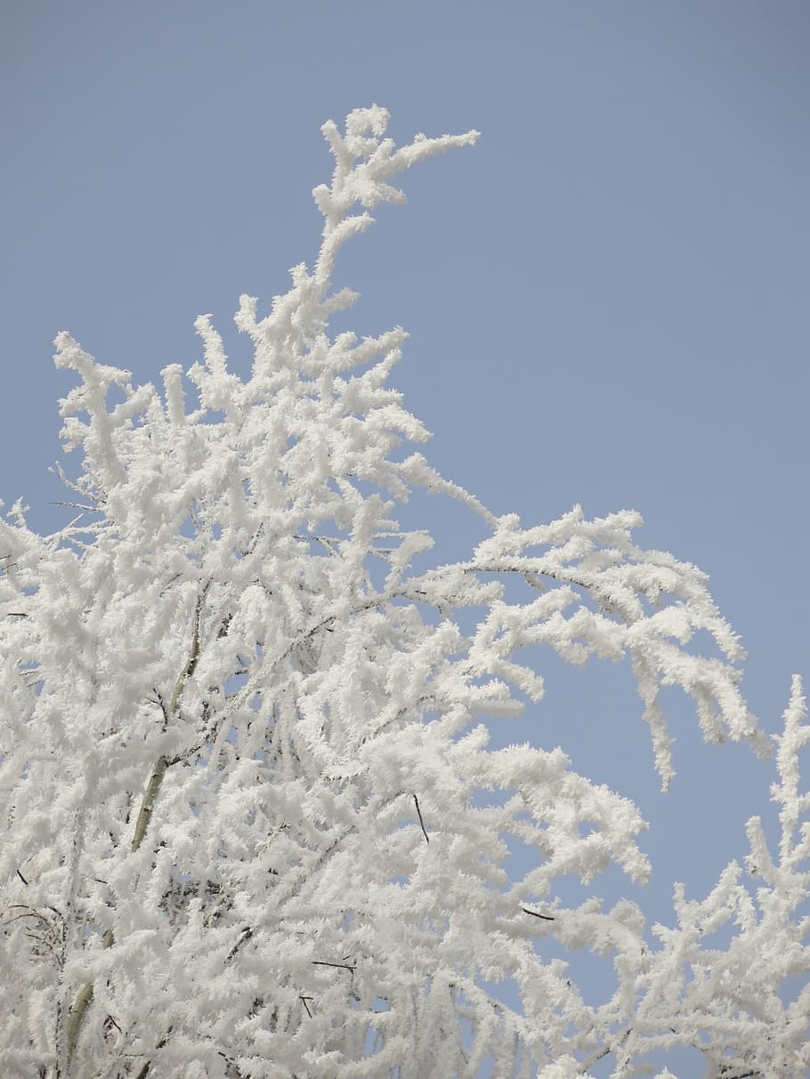 自然, アイシング, 冬, 霜, 美しさ, 白い空, 空, 青, 森, 木