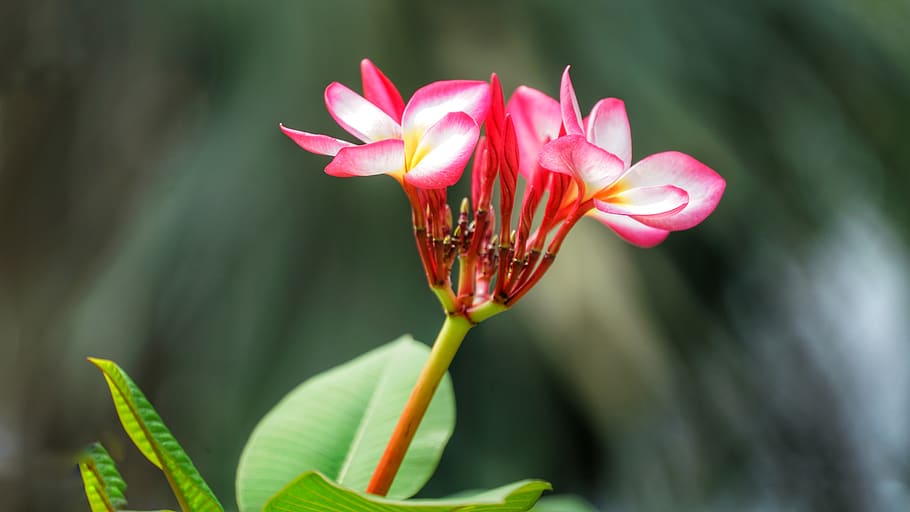 plumeria, flower, rubra, frangipani, red, white, petal, delicate, nature, beautiful