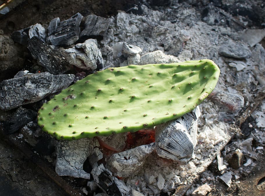 cactus, prickly pear, leaf, coals, cooking, pear, prickly, nature, thorn, succulent
