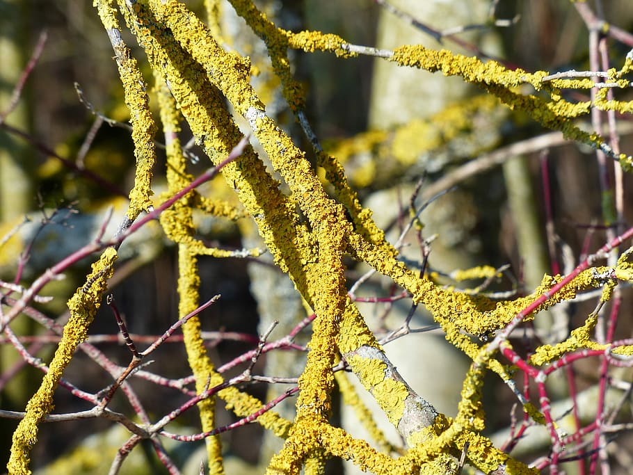 Lichen, Ordinary, Branch, ordinary gelbflechte, xanthoria parietina, weave, yellow, tree, mushroom, mykobionten