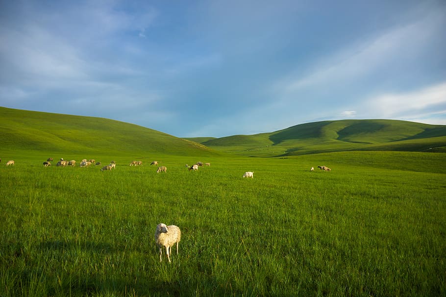 green grass field, prairie, sheep, inner mongolia, meadow, nature, grass, hill, landscape, rural Scene