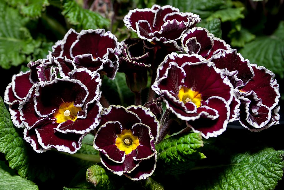 red-white-and-yellow petaled flowers, primula, violet, special grades, primrose, primrose greenhouse, purple, spring, beautiful, flowers