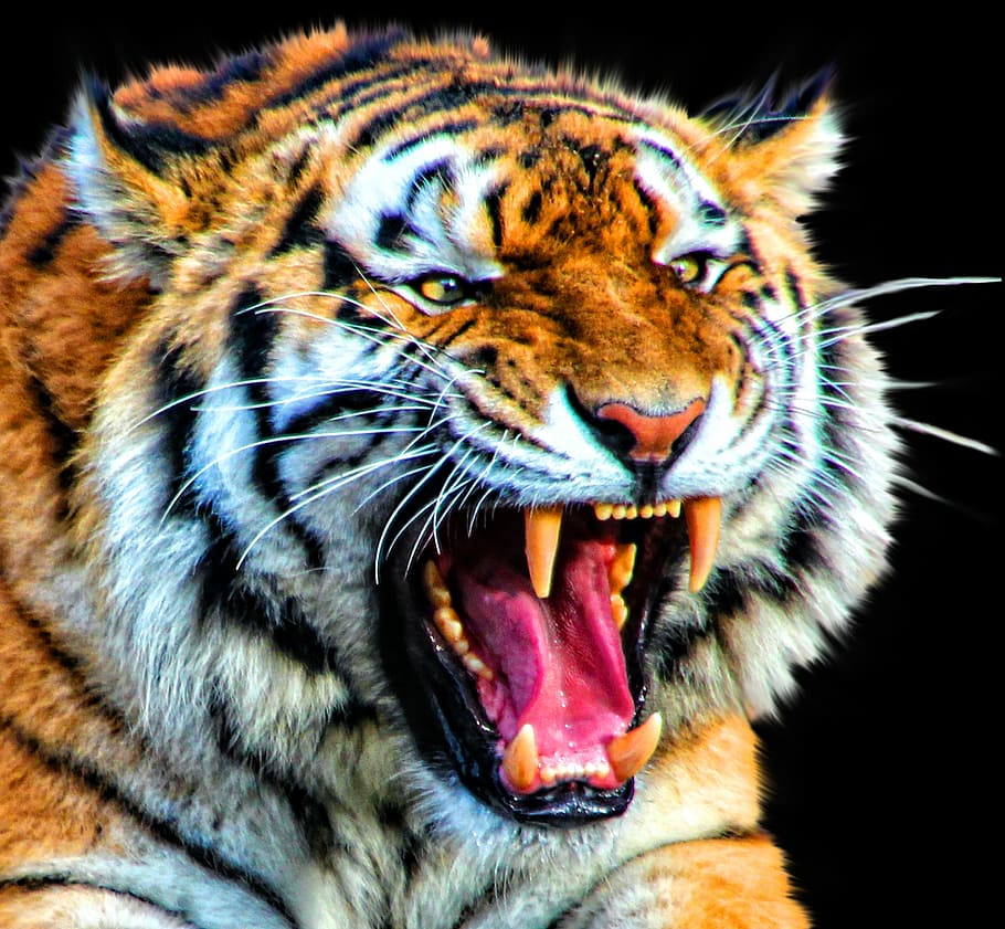 photo of tiger, tiger, cat, animal, nature, big, wildlife, mammal, feline, carnivore