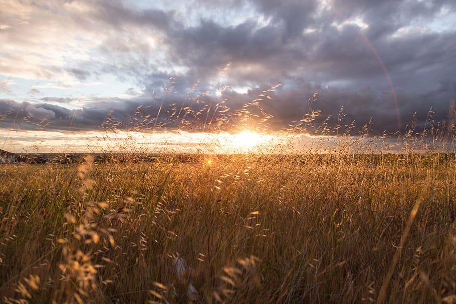 grass field, sunrise, field, brown, linear, grass, gray, clouds, golden, hour