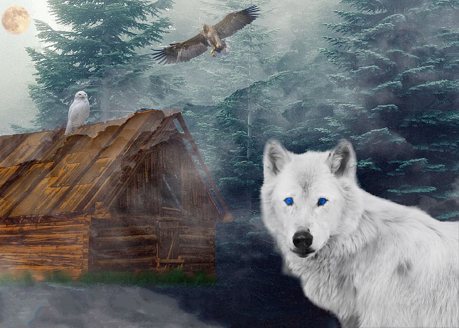 blanco, lobo, cabaña de madera, Adler, búho, bosque, choza, niebla, luna, noche