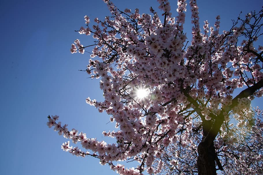 Almond, Blossom, Palatinate, almond blossom, gimmeldingen, spring, bloom, rose, white, slightly