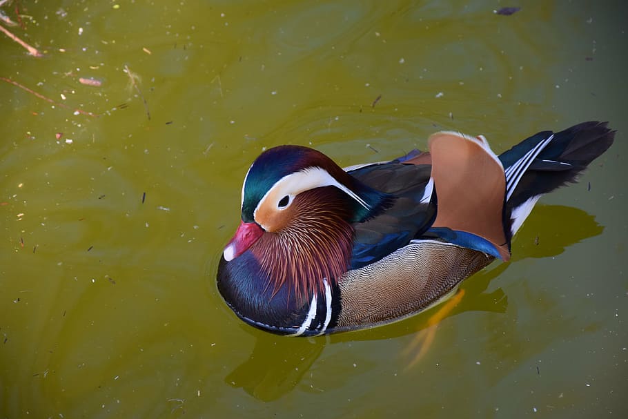 マンダリンアヒル, カラフル, 明るい, 自然, 水鳥, 羽, 色, 1匹の動物, アヒル, 動物のテーマ