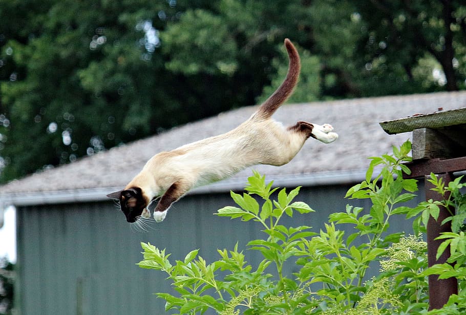 siamese cat, jumping, green, leaves, cat, mieze, siam, siamese, breed cat, jump