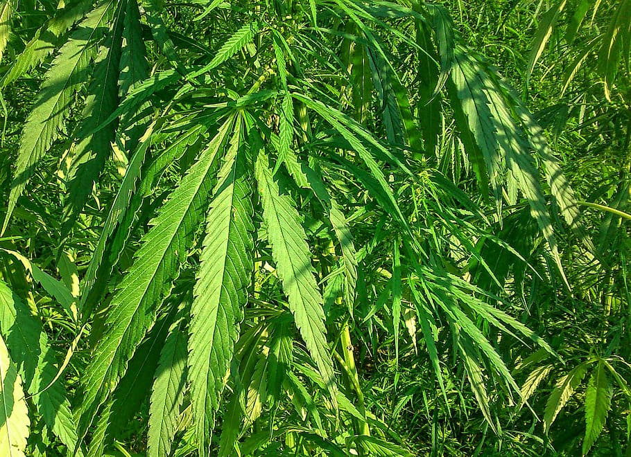 industrial hemp, green, medical, agriculture, green color, growth, plant, leaf, plant part, nature