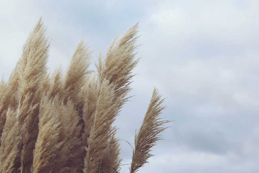 brown, leafed, tree, daytime, reed, plant, wind, nature, dry, windy