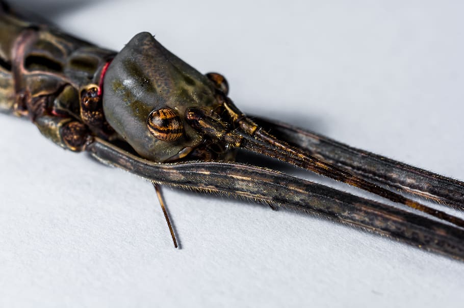 Stick Insect, Ghost, Scare, Close, ghost insect, close-up, animal themes, one animal, animal wildlife, studio shot