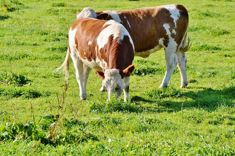 牛, 牛肉, 反min動物, 家畜, paarhufer, 牧草地, 動物, 草, 農業, 乳牛