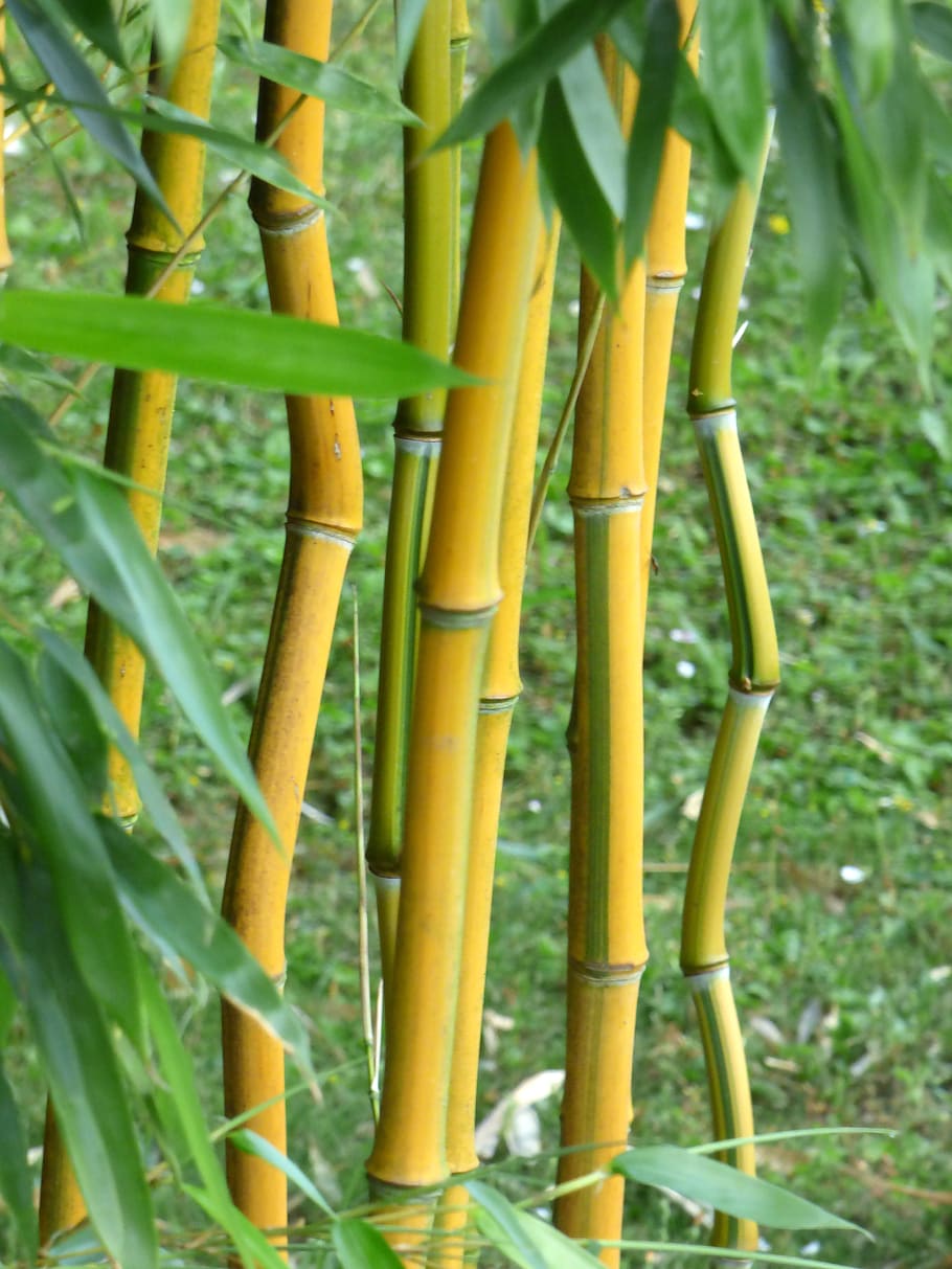 bambú, hojas, madera, jardín, zen, naturaleza, primavera, bambú - planta, sin gente, color verde