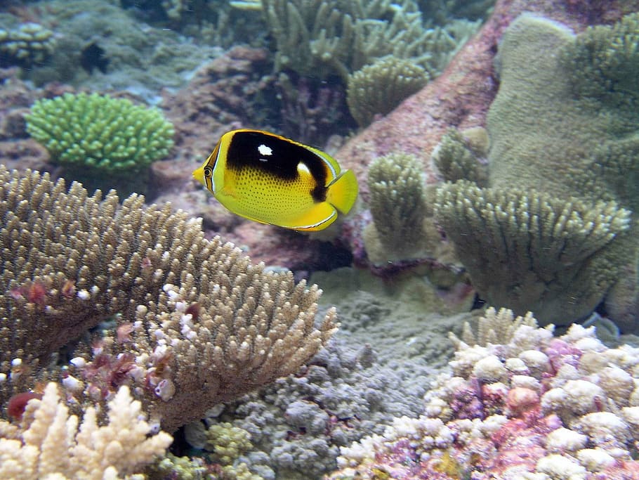 karang, di antara, berenang, ikan, kupu-kupu, bawah air, pemandangan, alam, kehidupan laut, laut