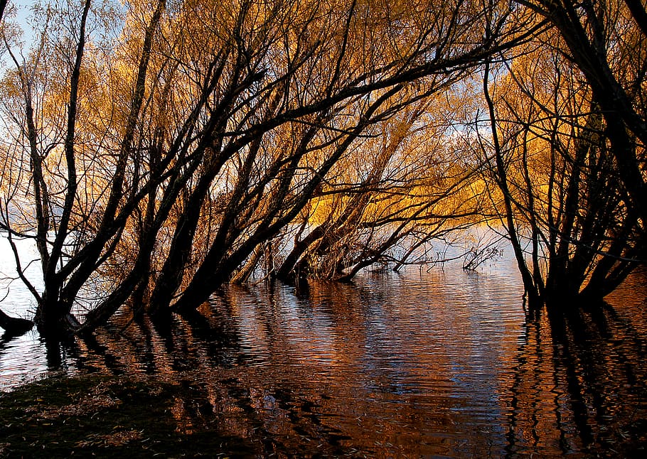 Autumn, Lake Tekapo, NZ, body of water, trees, water, tree, tranquility, beauty in nature, plant