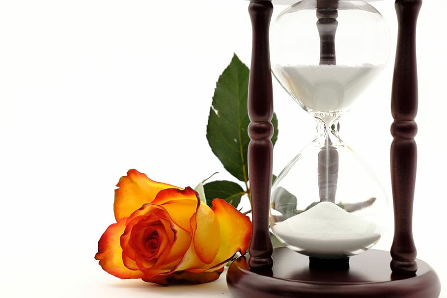 clear, hour glass, red, petaled flower, hourglass, egg timer, time, wait, rose, rose bloom