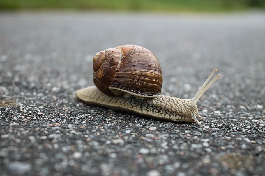 closeup, photography, snail, road, nature, floor, rock, slow, shell, one animal