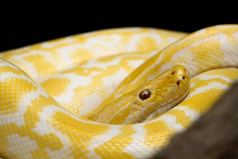 노랑, 흰색, 파이썬, 근접 촬영, 사진, 뱀, 노란 뱀, 갓, 위험한, 파충류