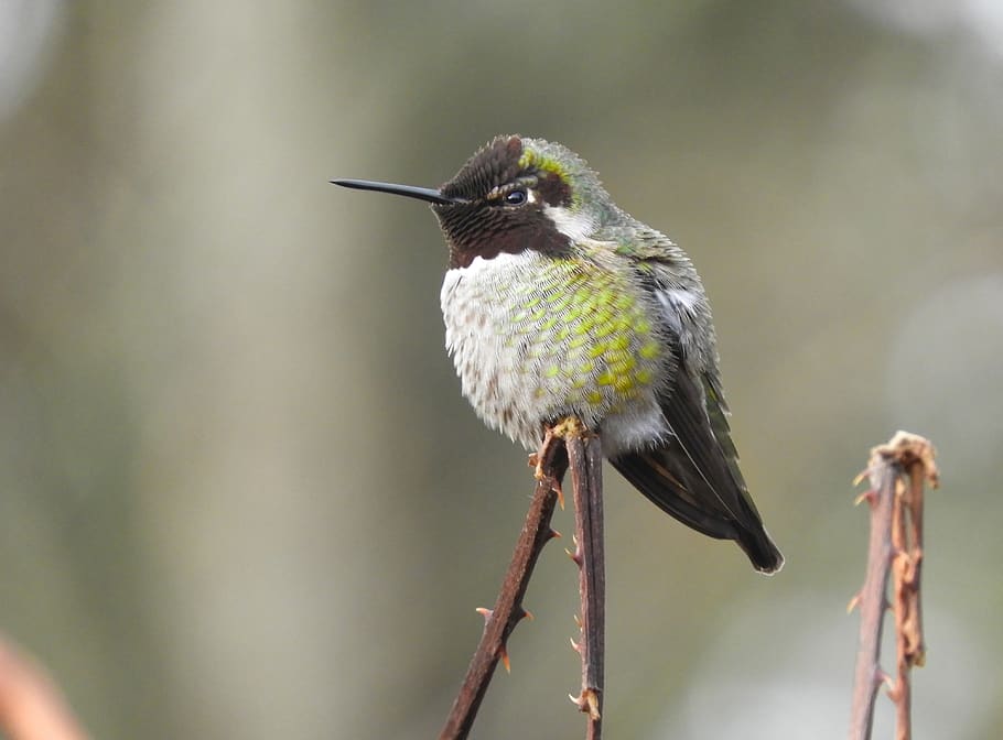 anna hummingbird wa state, bird, nature, wildlife, one animal, animal themes, animal wildlife, vertebrate, animal, animals in the wild